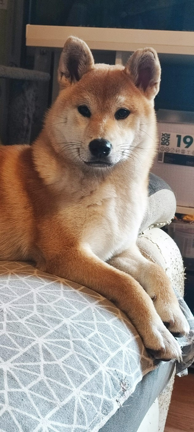 U'Victoire Des Brumes de Brocéliande