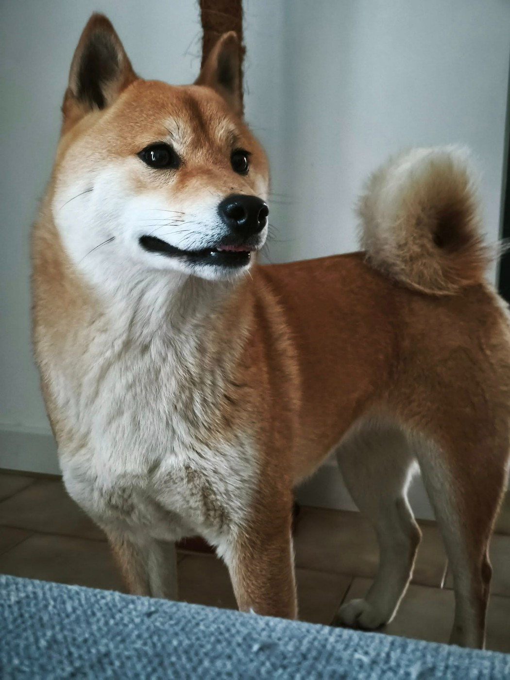 U'Venus Des Brumes de Brocéliande