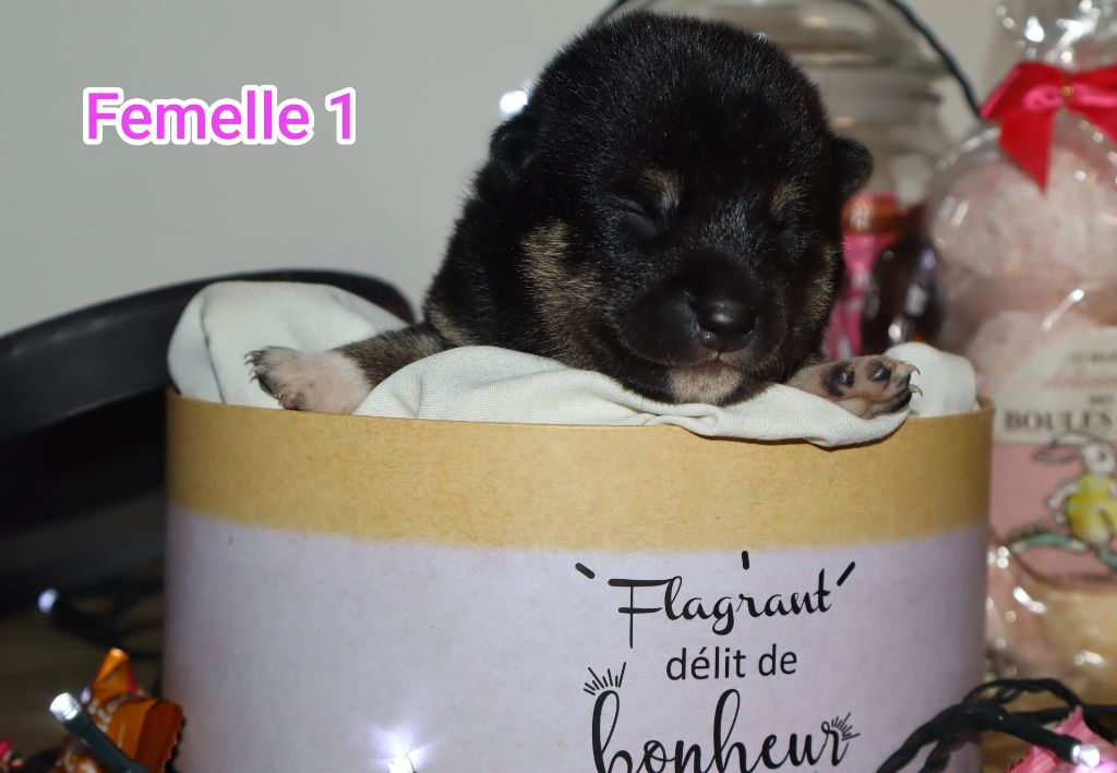 Ark Of The Snow Wolves - Chiots disponibles - Shiba
