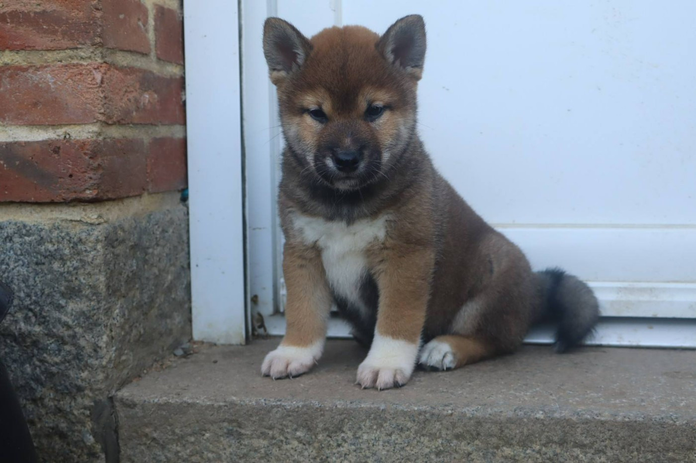 Ark Of The Snow Wolves - Chiots disponibles - Shiba