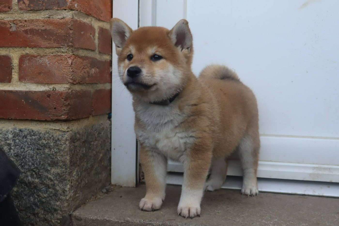 Ark Of The Snow Wolves - Chiots disponibles - Shiba