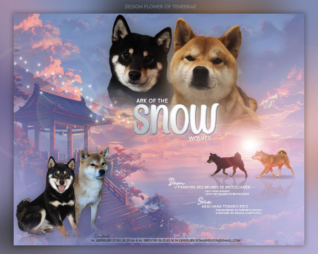 Chiot Shiba Ark Of The Snow Wolves