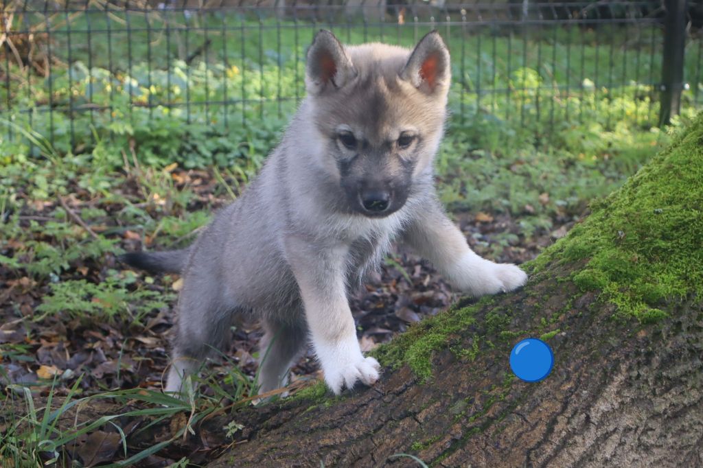 Ark Of The Snow Wolves - Chiots disponibles - Siberian Husky
