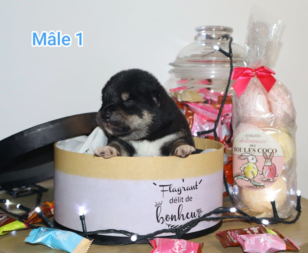 Ark Of The Snow Wolves - Chiots disponibles - Shiba