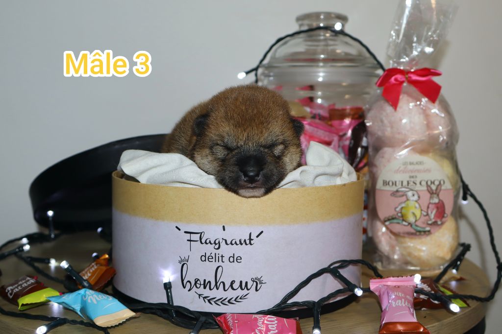 Ark Of The Snow Wolves - Chiots disponibles - Shiba