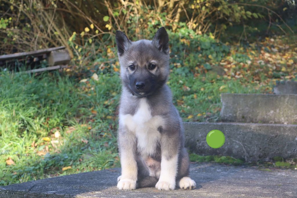 Ark Of The Snow Wolves - Chiots disponibles - Siberian Husky