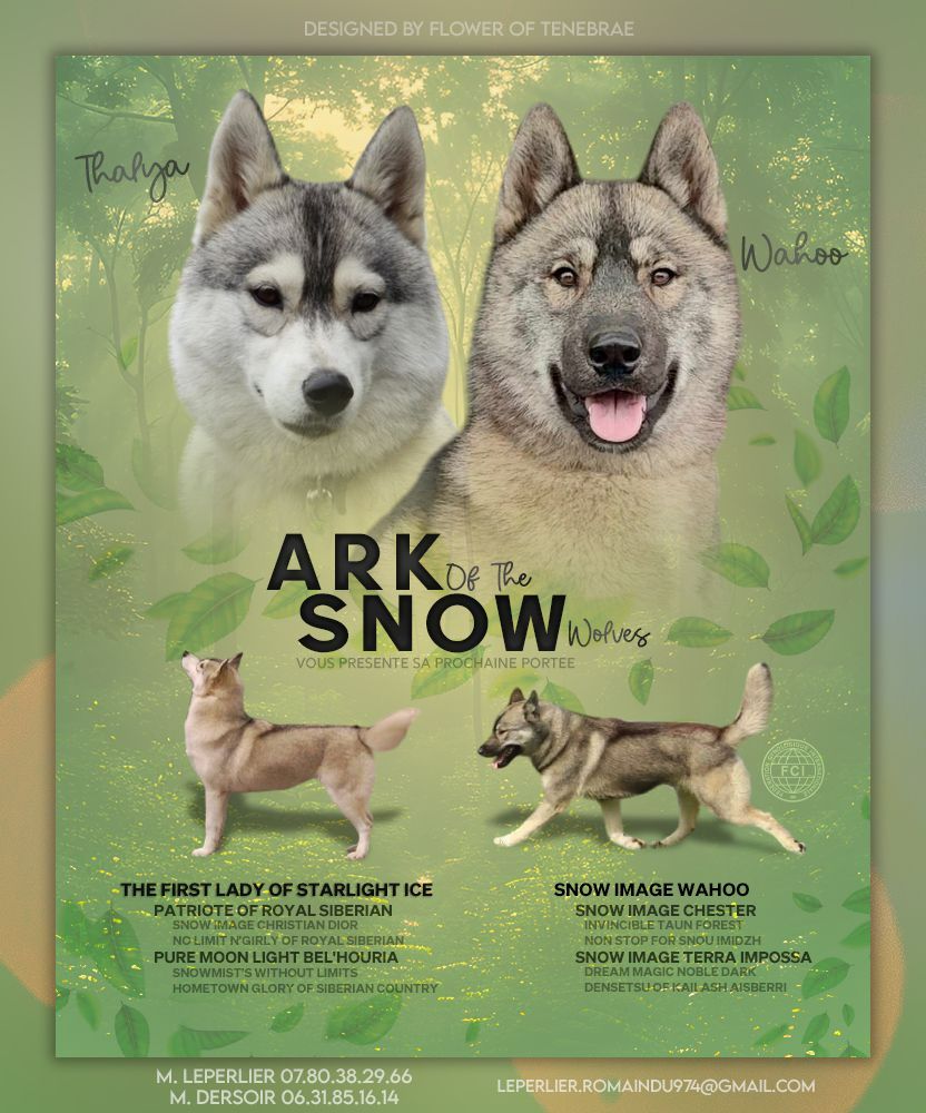 Ark Of The Snow Wolves - Siberian Husky - Portée née le 13/09/2025